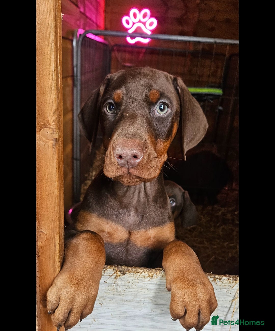 Dobermann dogs for sale: Elite Class World Champion Pedigree Pups KC'D - Image 3