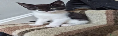 Kitten 7