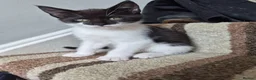 Mixed Breed cats for sale: Mixed race kittens for sale.  - Advert 8