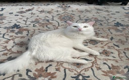 Ragdoll cats for sale: Snow White Ragdoll cat with mother - Image 4