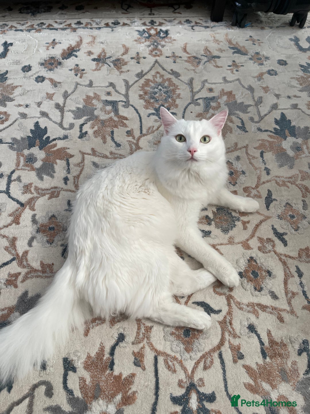 Ragdoll cats for sale: Snow White Ragdoll cat with mother - Image 4