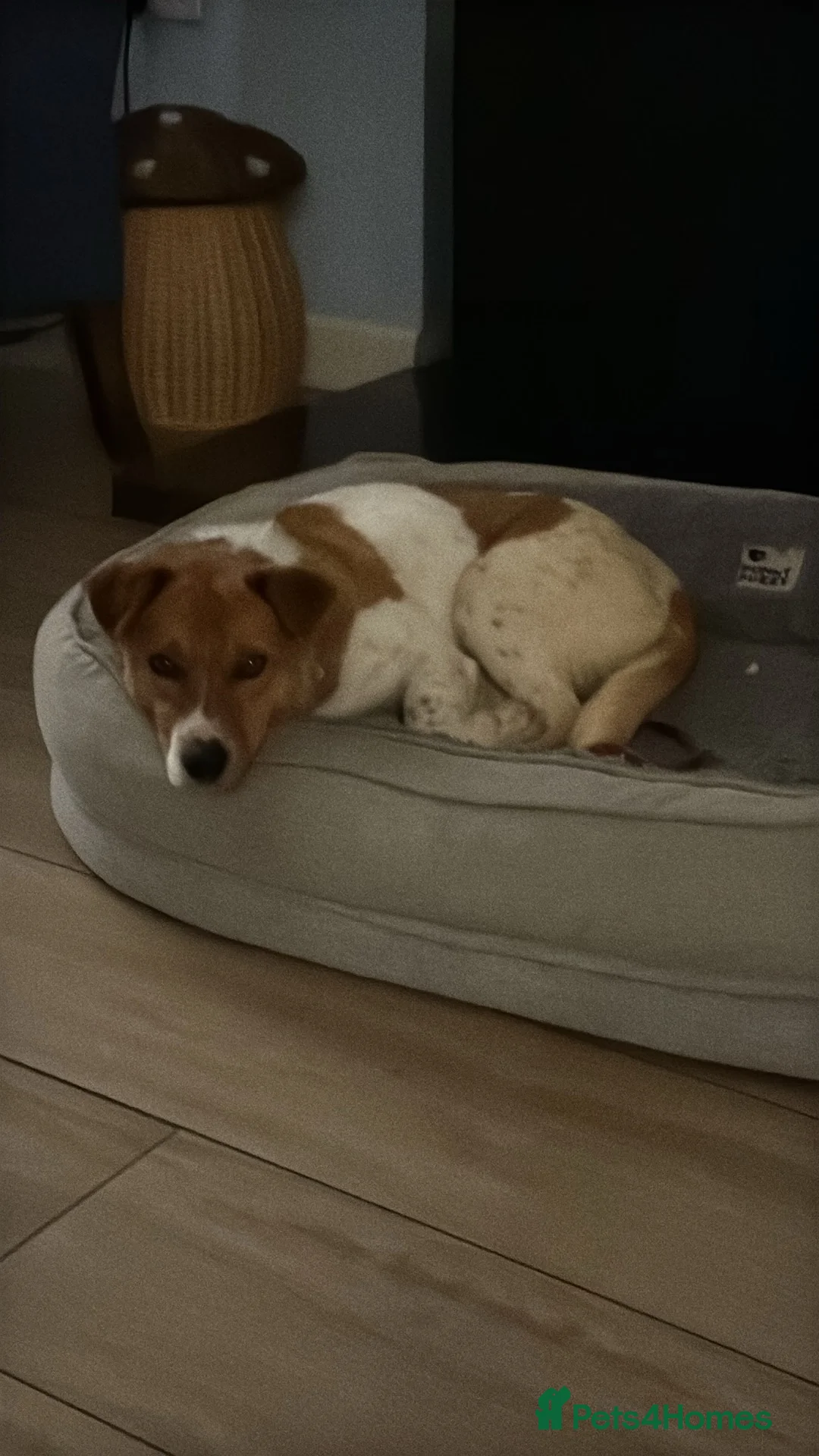 Mixed Breed dogs for adoption: 🐾💛AMBER- WANTS A HOME TO CALL HER OWN💛🐾 - Advert 1