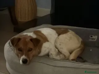 Mixed Breed dogs 🐾💛AMBER- WANTS A HOME TO CALL HER OWN💛🐾 - Advert 1