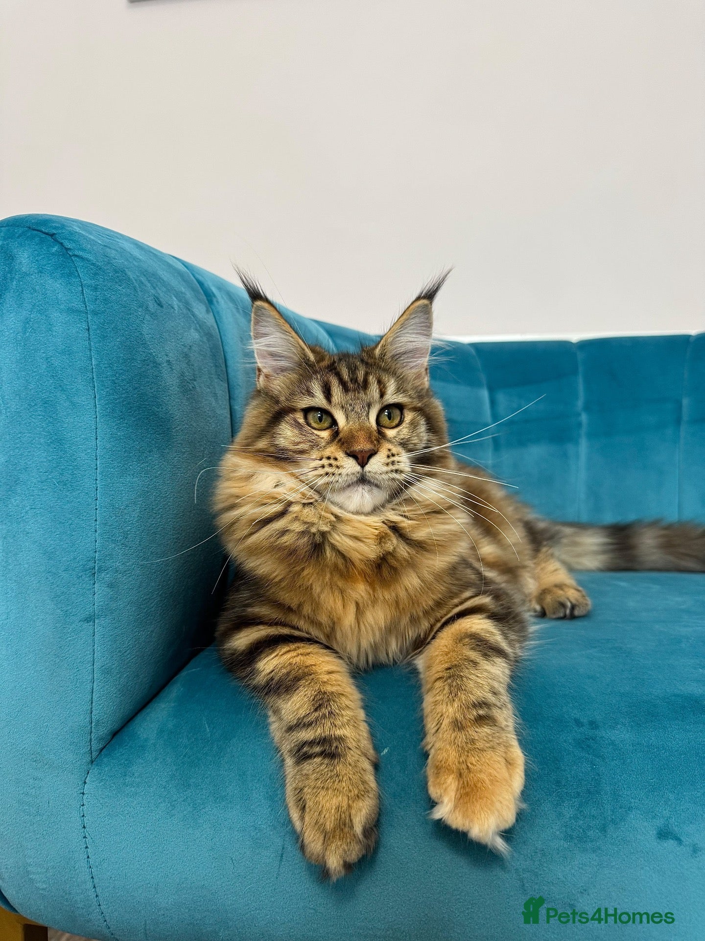 Maine Coon cats TICA Pedigree Registered Maine Coon Kittens - Advert 2