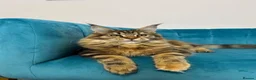 Maine Coon cats for sale: TICA Pedigree Registered Maine Coon Kittens - Advert 26