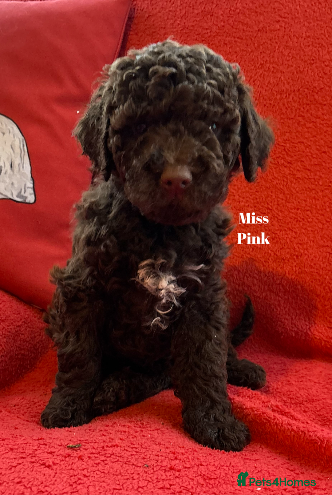 Lagotto Romagnolo dogs for sale: KC Registered Lagotto Puppies (⭐️⭐️⭐️⭐️⭐️ Breeder) - Advert 20