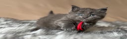 Maine Coon cats for sale: Maine coon kittens blue silver smoke rare colours - Advert 30