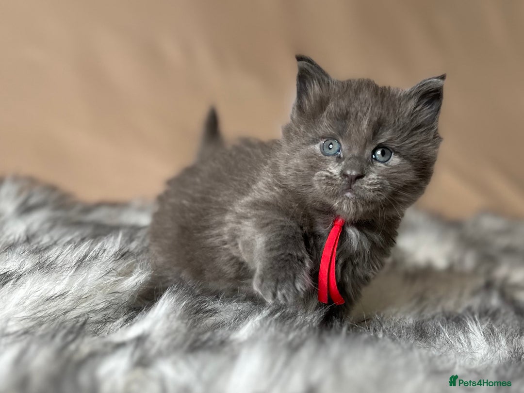 Maine Coon cats for sale: Maine coon kittens blue silver smoke rare colours - Advert 30