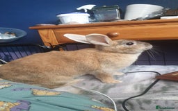 Mini Lop rabbits for sale: Piglet, Stanley and freddy - Advert 4