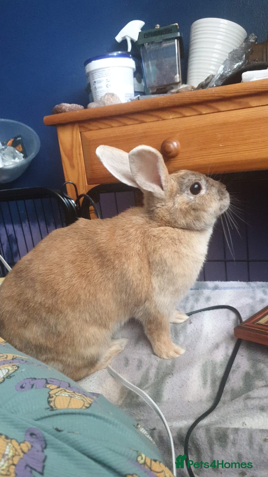 Mini Lop rabbits for sale: Piglet, Stanley and freddy - Advert 4