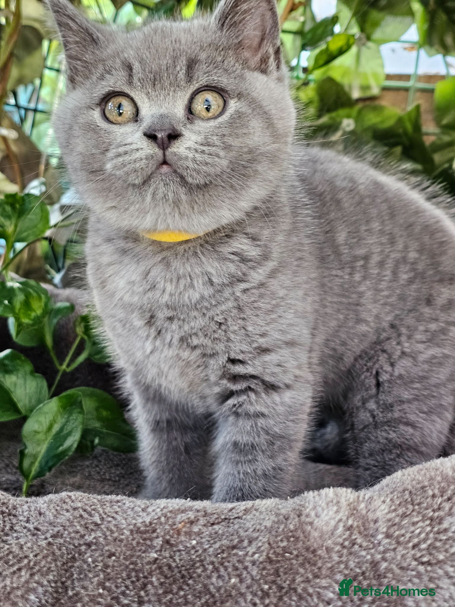 British Shorthair cats British Shorthair Blue & Lilac  - Advert 2