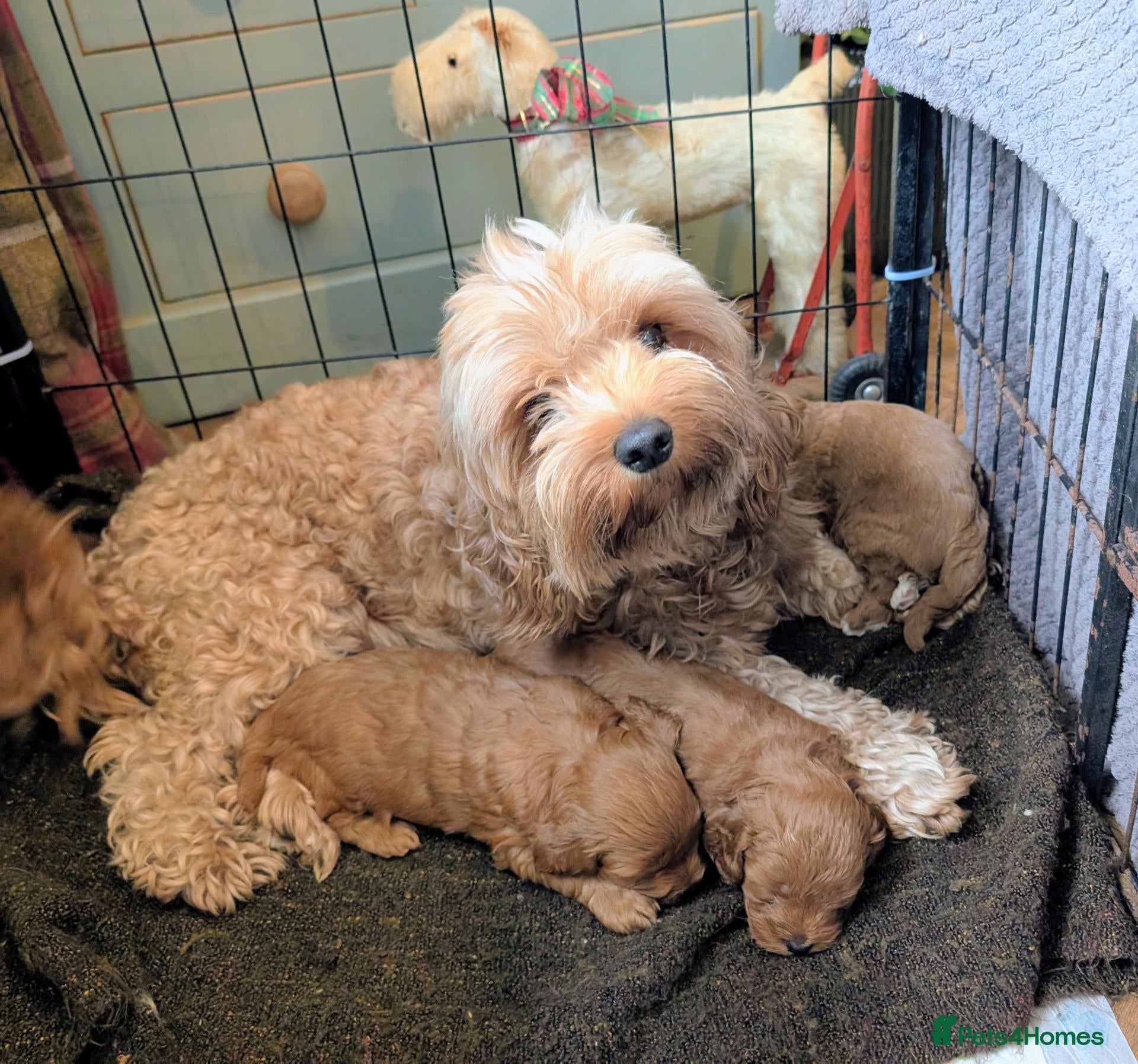 Cockapoo dogs ♥️ Gorgeous Deep Red F1b Miniature Cockapoo pups♥️ - Advert 2