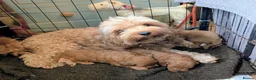 Cockapoo dogs for sale: ♥️ Gorgeous Deep Red F1b Miniature Cockapoo pups♥️ - Advert 2