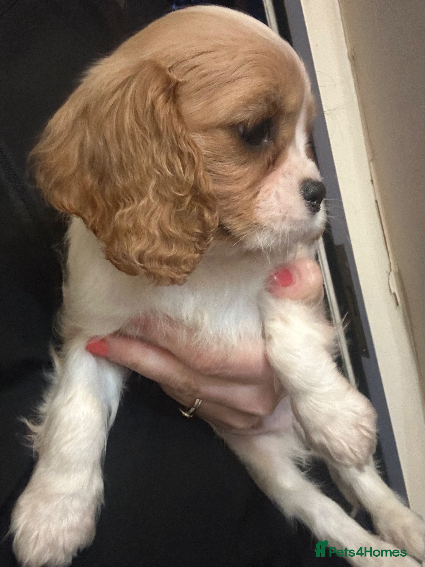 Cavalier King Charles Spaniel dogs Cavalier King Charles Puppies - Advert 5