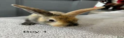 Mixed Breed rabbits for sale: Himalayan x lop bunnies ready to go  - Advert 16