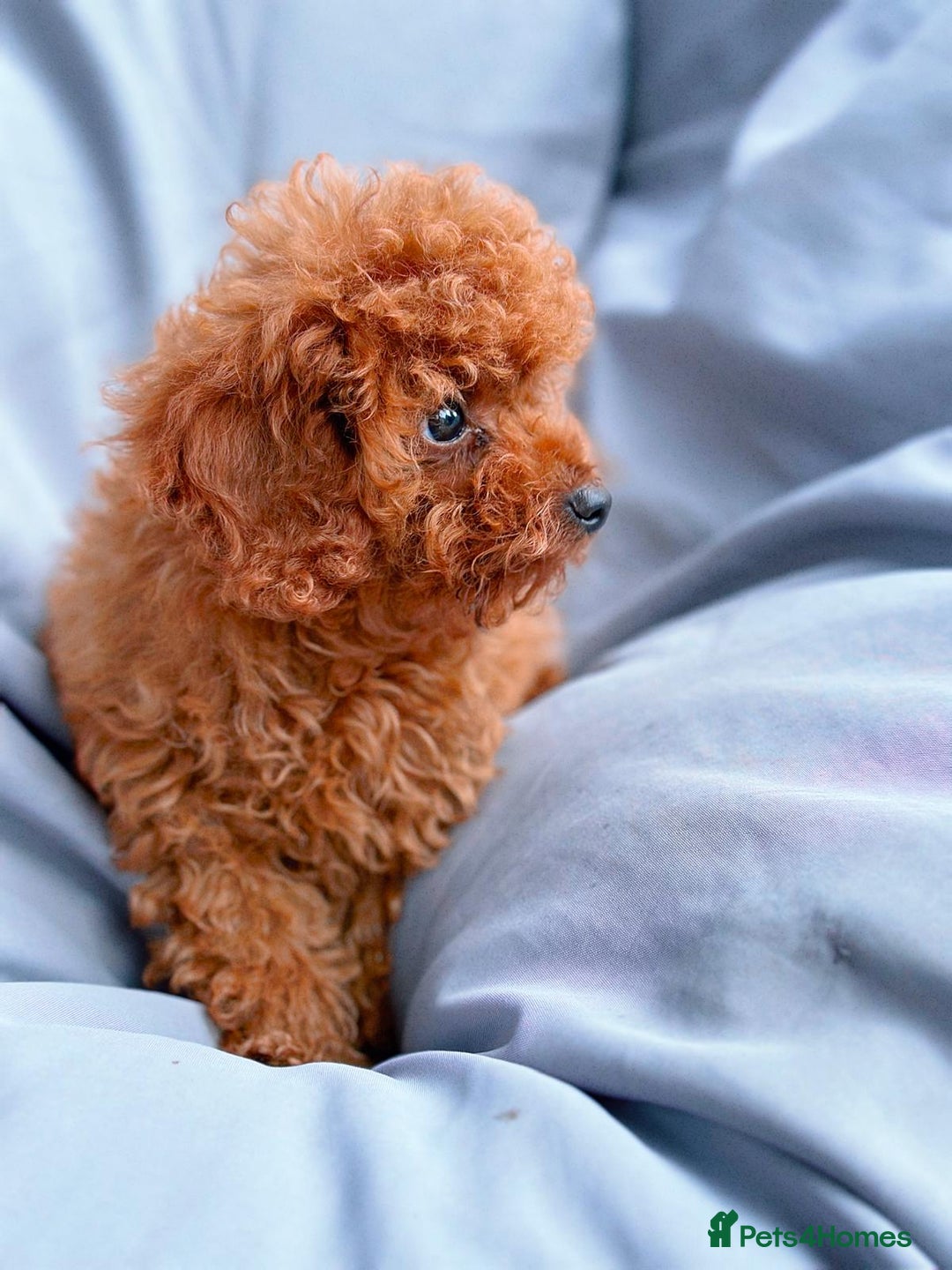 Toy Poodle dogs for sale: Asian Toy Poodle (Korean & Chineese) - Image 2
