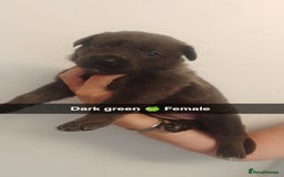 Mixed Breed dogs for sale: 9 German corso puppies  - Image 2