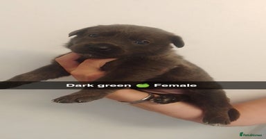Mixed Breed dogs - Advert 9