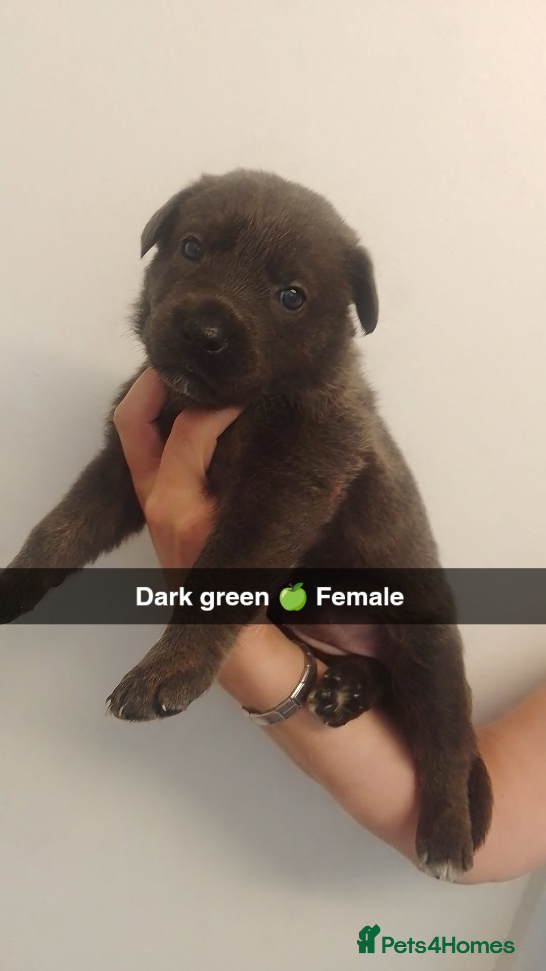 Mixed Breed dogs for sale: 9 German corso puppies  - Image 2