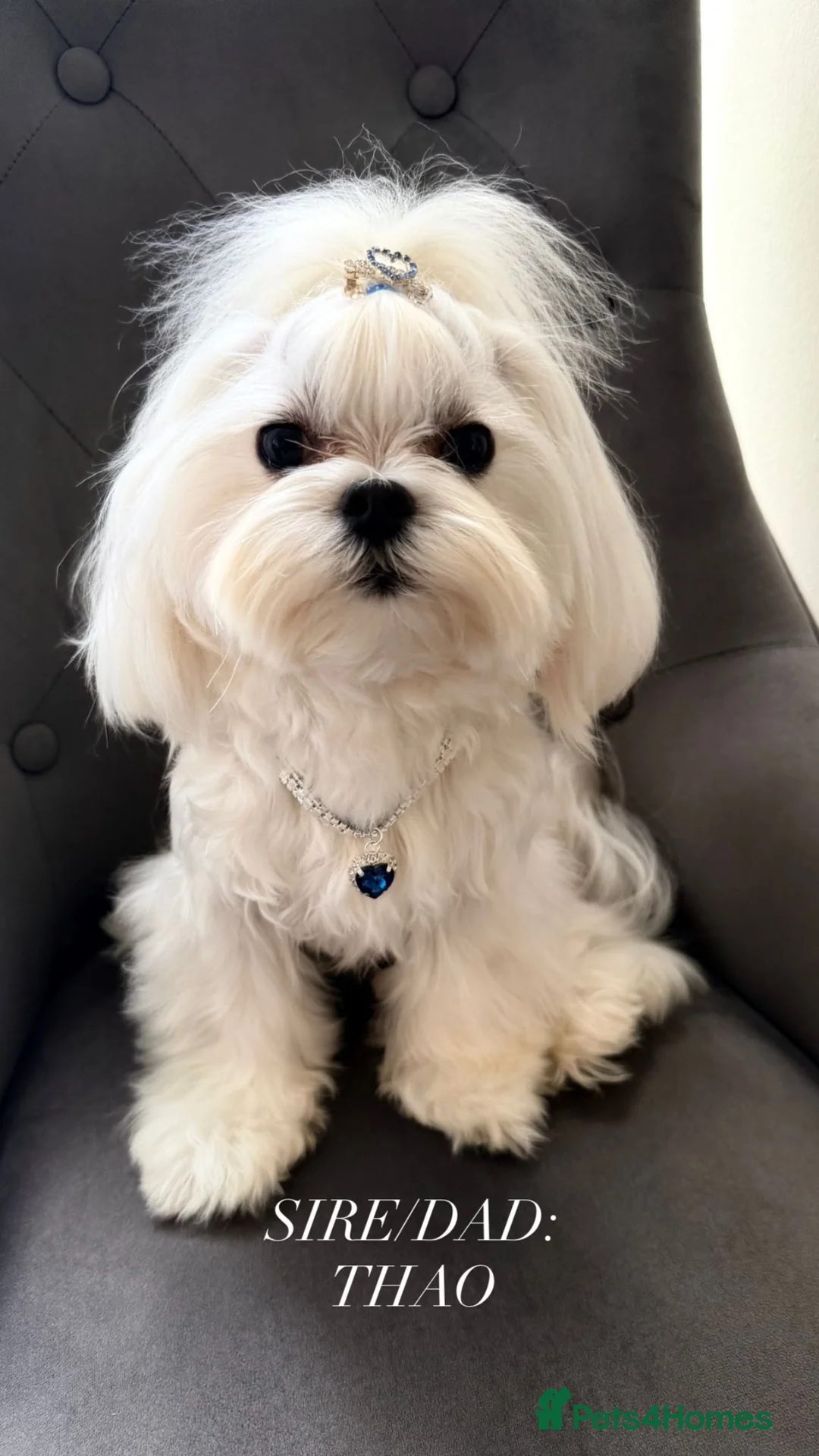 Maltese dogs for sale: KC KOREAN RARE CHAMPION MALTESE PUPS*WAITING LIST* - Advert 2