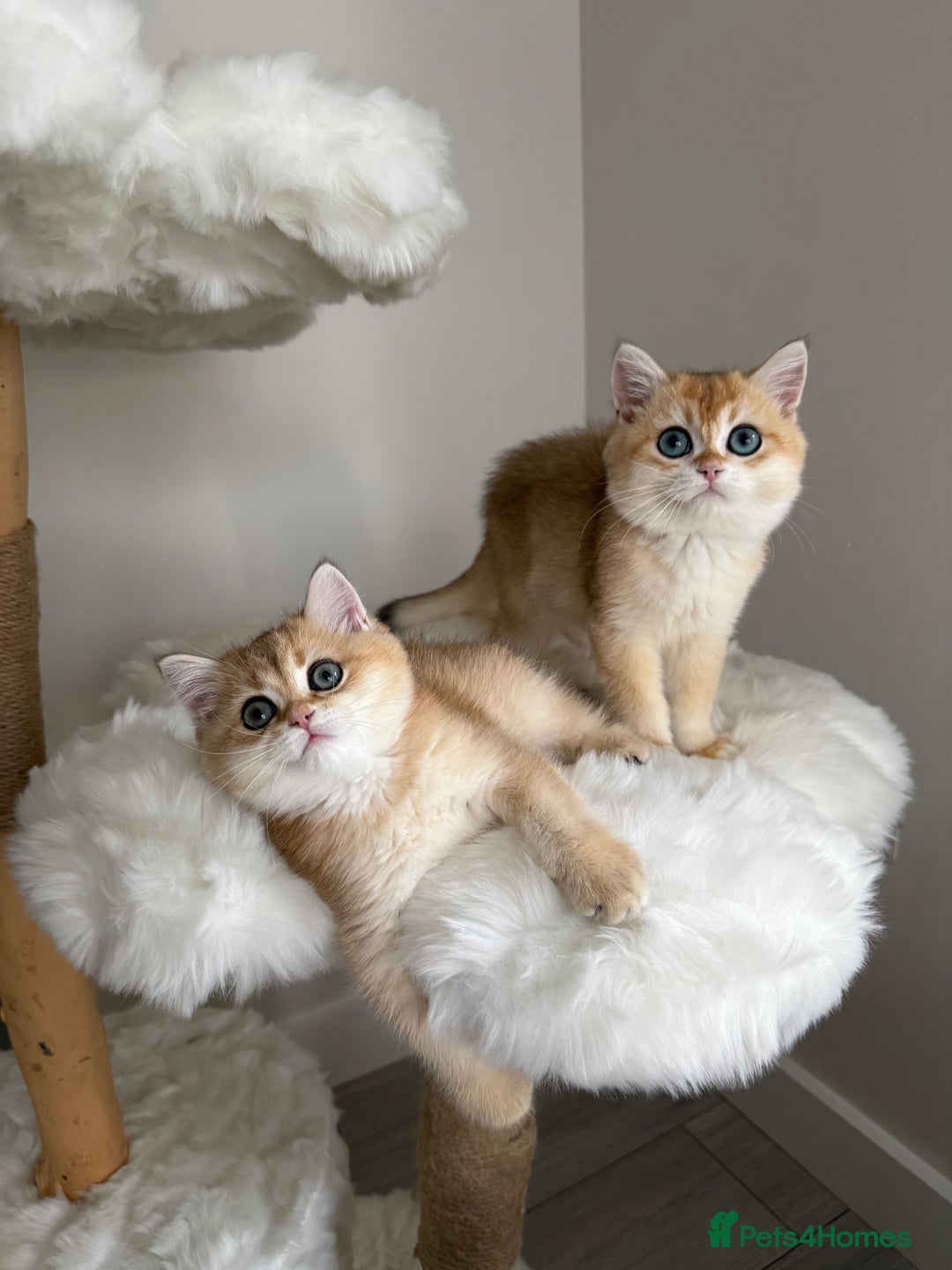 British Shorthair cats for sale: British Shorthair Golden Lilac kittens  - Image 9