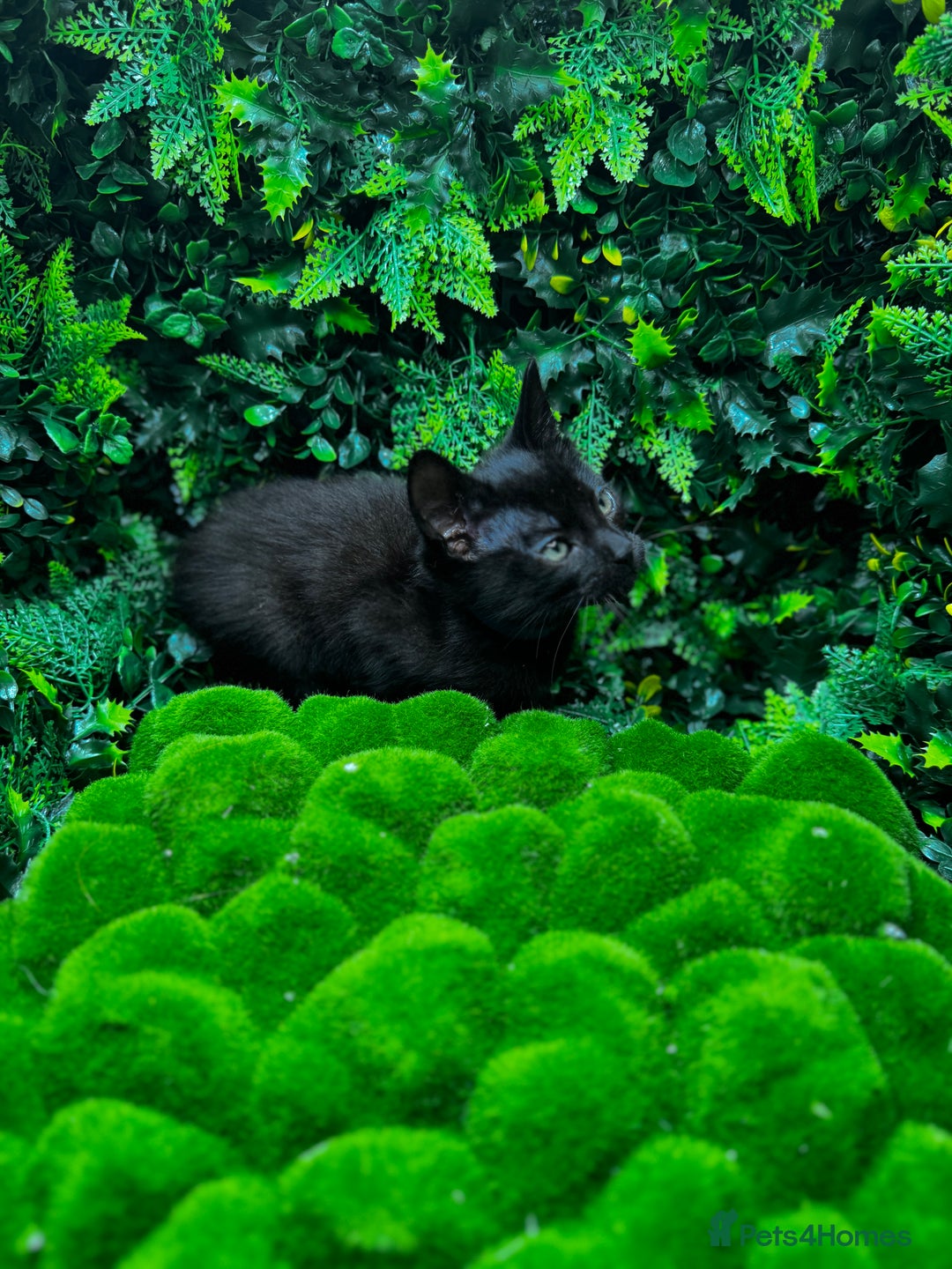 Egyptian Mau cats for sale: Smoke Egyptian MAU x Bengal spotted&marble kittens - Image 31