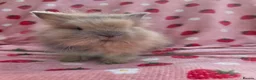 Lionhead rabbits for sale: Fluffy Teddy lion head x Angora ☆8weeks ready now - Advert 22