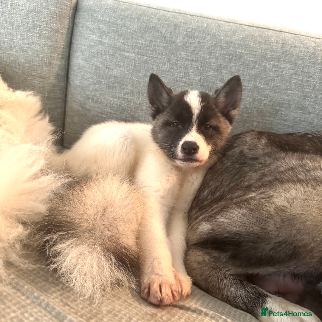 Akita dogs for sale: Quality Family Raised American Akita Puppies - Advert 17