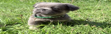 French Bulldog 2