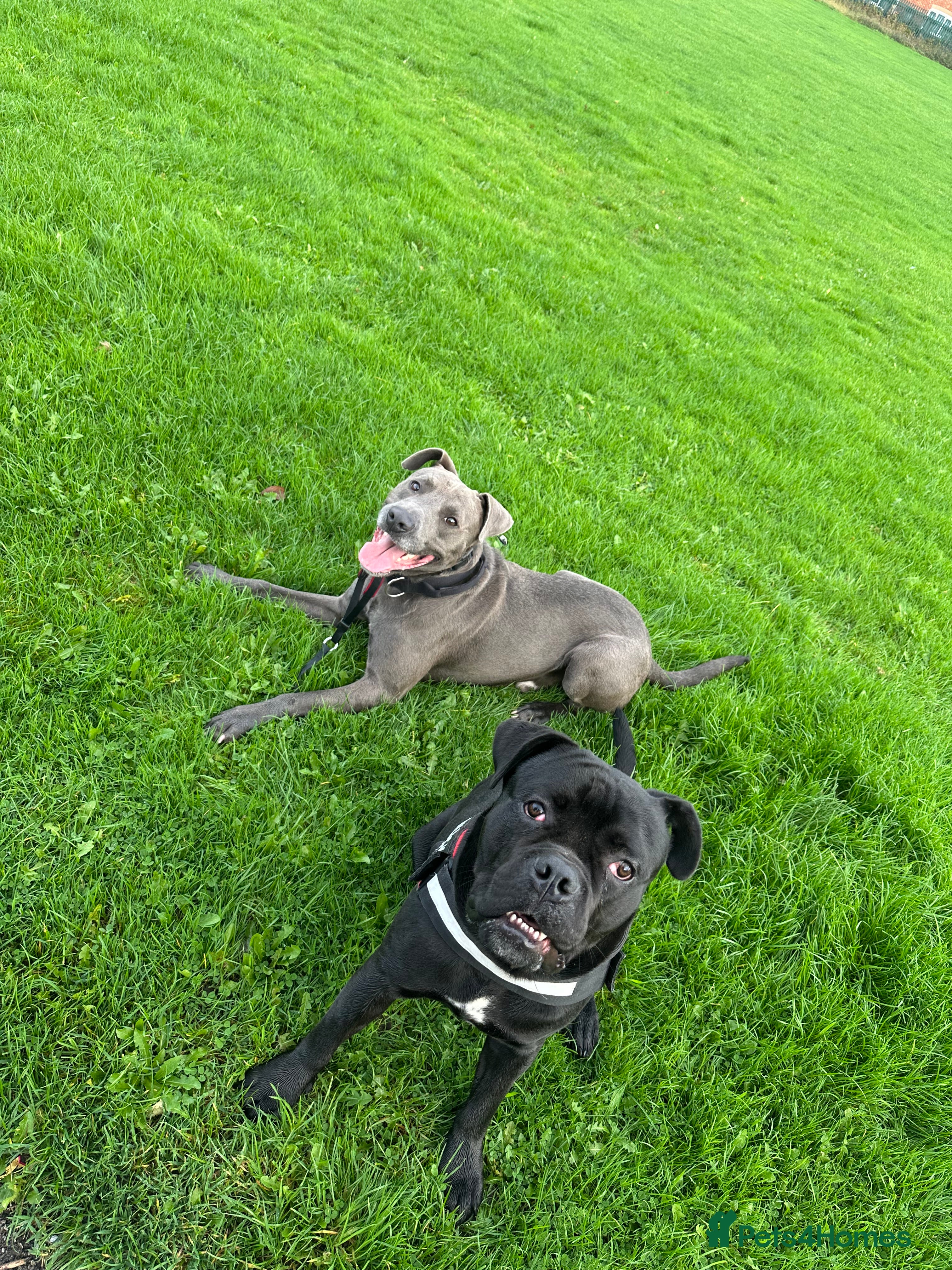 Mixed Breed dogs Beautiful Blue lab cross  - Advert 6