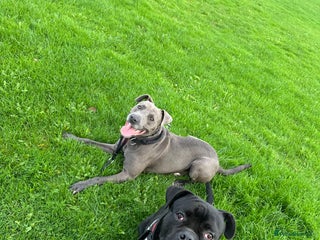 Mixed Breed dogs - Advert 30