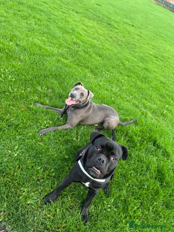 Mixed Breed dogs - Advert 8