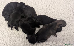 Miniature Schnauzer dogs for sale: Fully Health Tested,Kc Reg'd Mini Schnauzer Pups  - Image 11