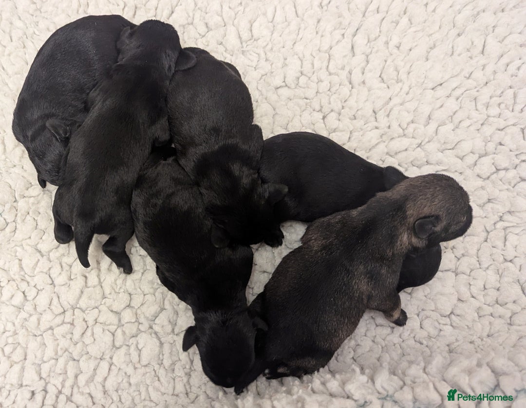 Miniature Schnauzer dogs for sale: Fully Health Tested,Kc Reg'd Mini Schnauzer Pups  - Image 11