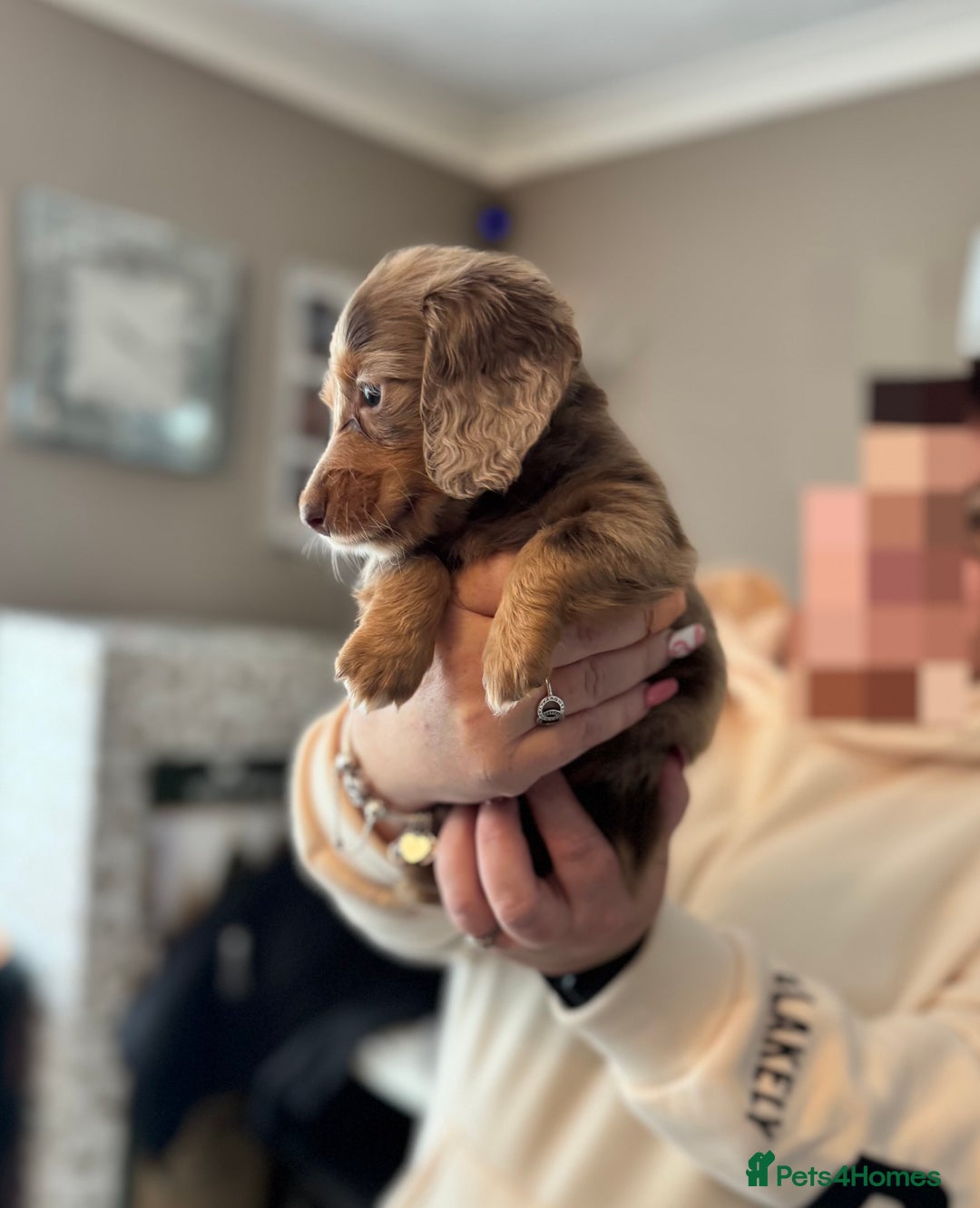 Dachshund dogs for sale: Miniature long hair dachshunds - Image 2