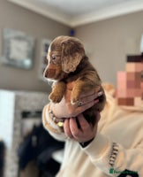 Dachshund dogs - Advert 7