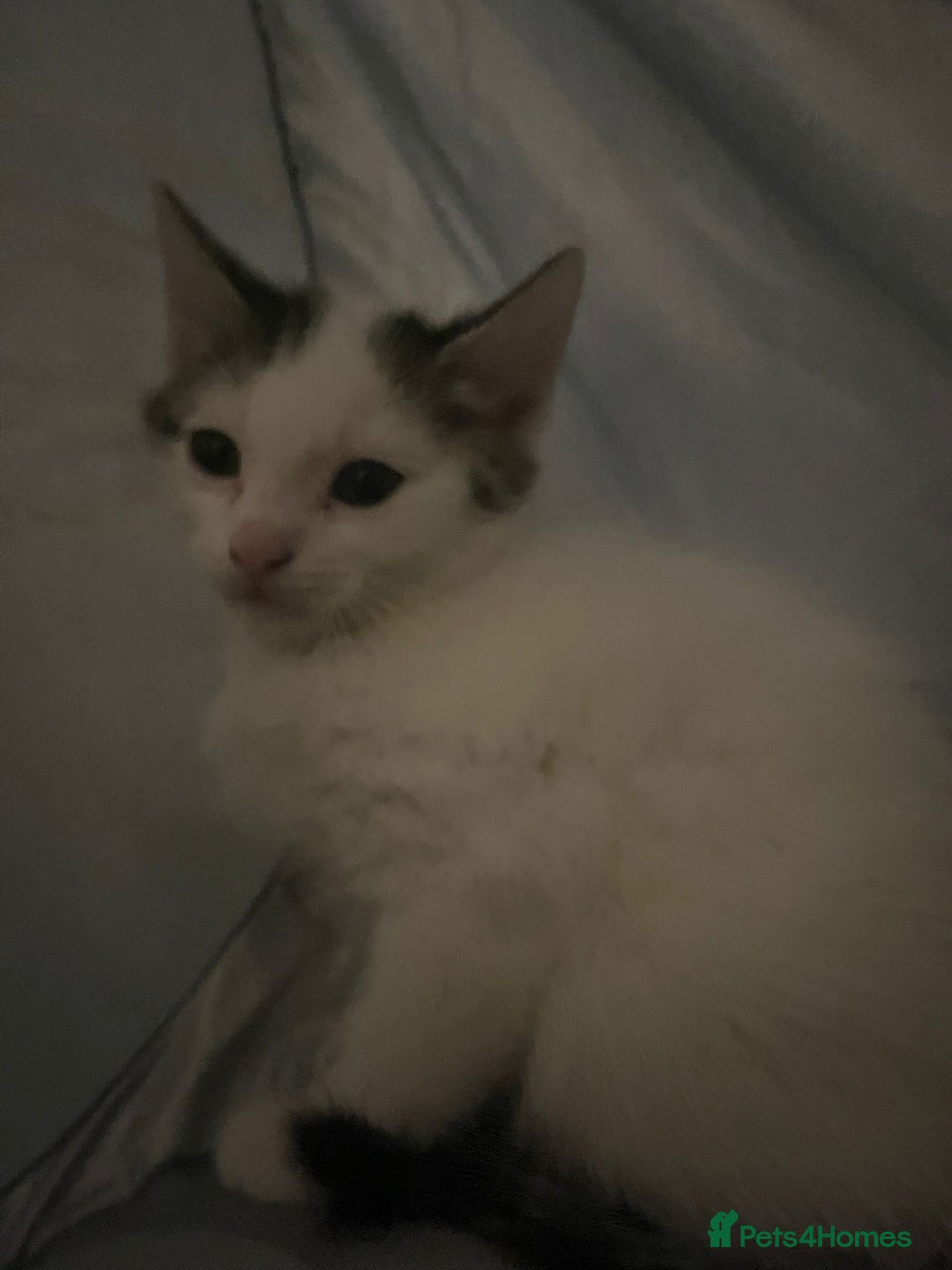 Tibetan cats for sale: Beautiful male kittens on sale - Advert 15