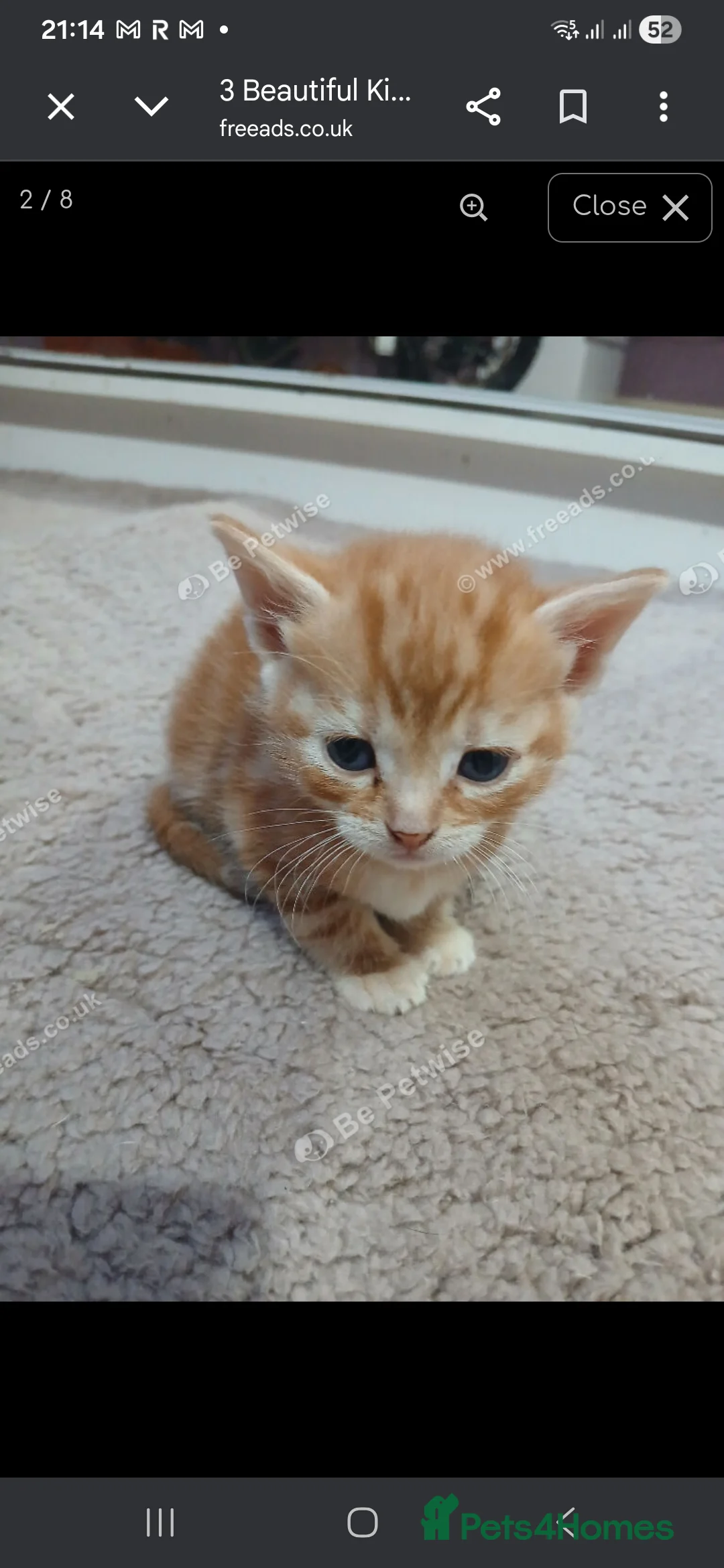 Mixed Breed cats for sale: Beautiful kittens - Advert 10