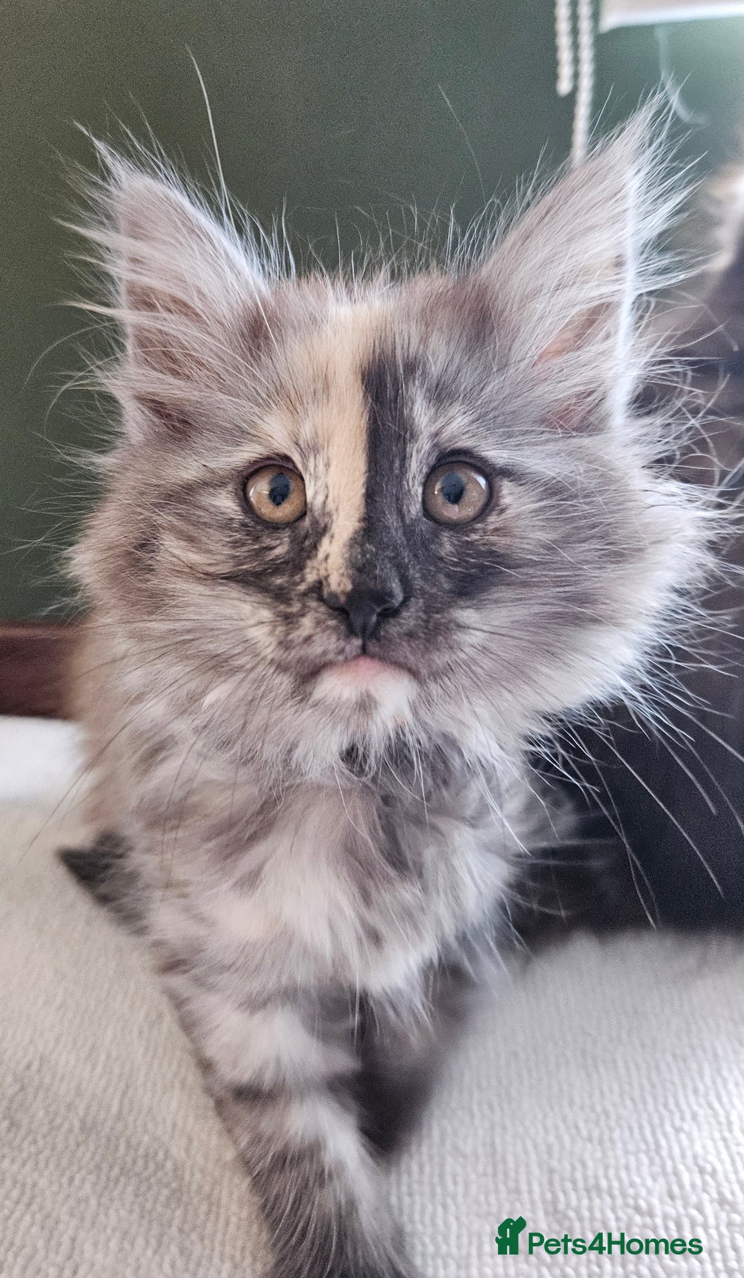 Norwegian Forest Cat cats for sale: Full pedigreed Norwegian forest cats  - Image 8