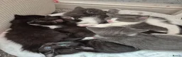 British Longhair cats for sale: Litter of 6 kittens - Advert 1