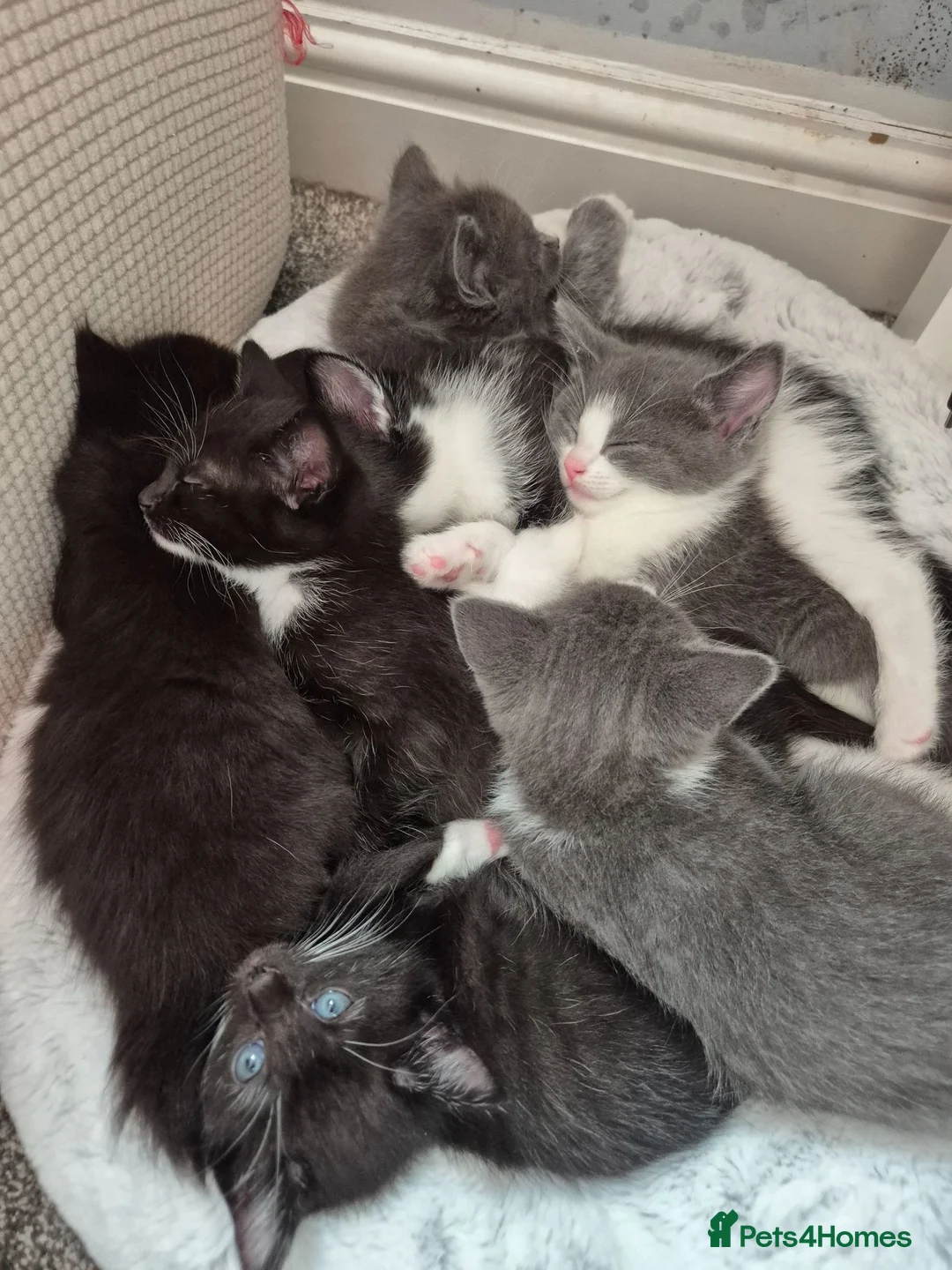British Longhair cats for sale: Litter of 6 kittens - Advert 1