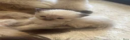 Ragdoll cats for sale: GCCF champion ragdoll kittens 🐱 ❤️ - Advert 13