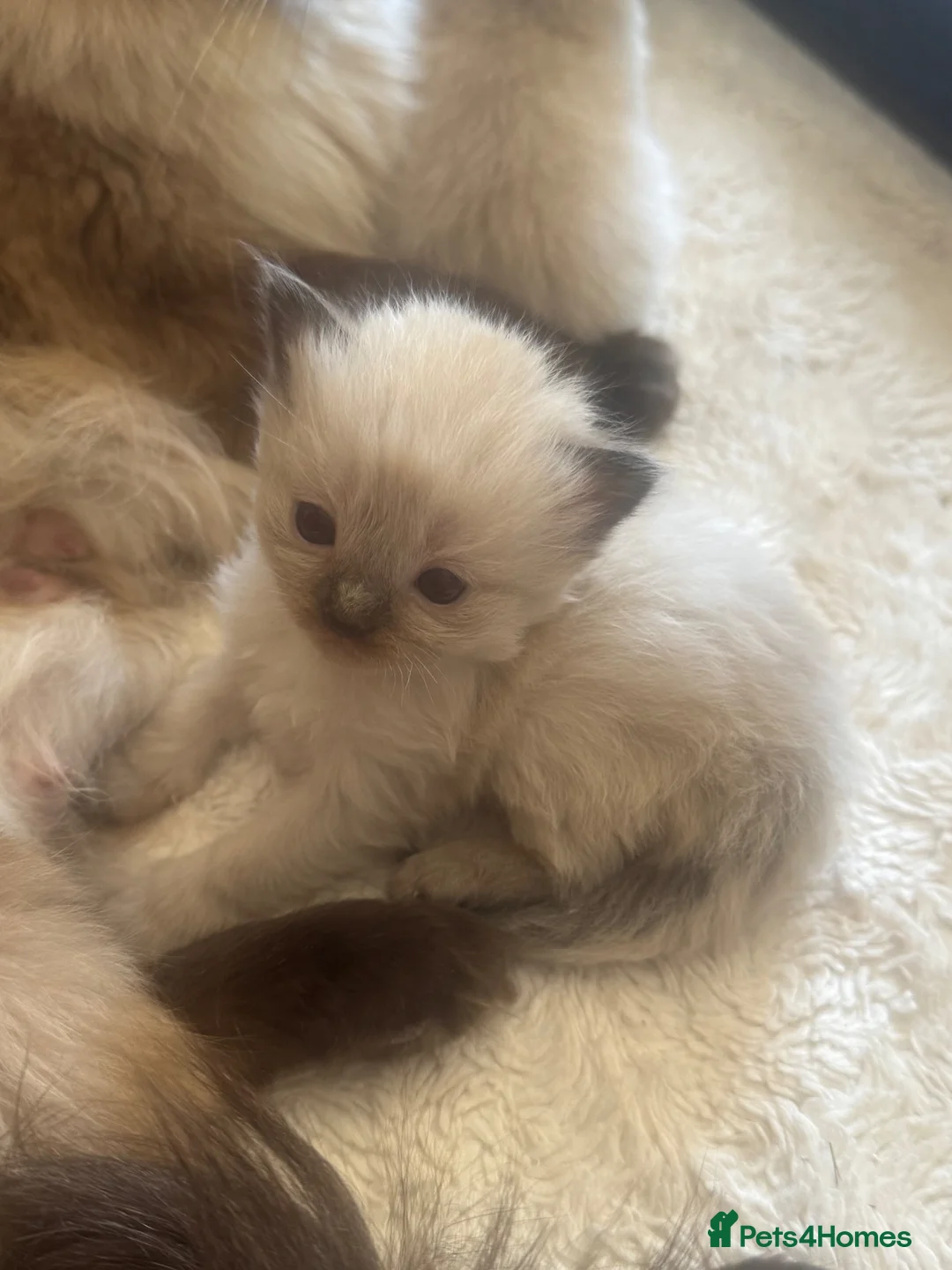 Ragdoll cats for sale: GCCF champion ragdoll kittens 🐱 ❤️ - Advert 20