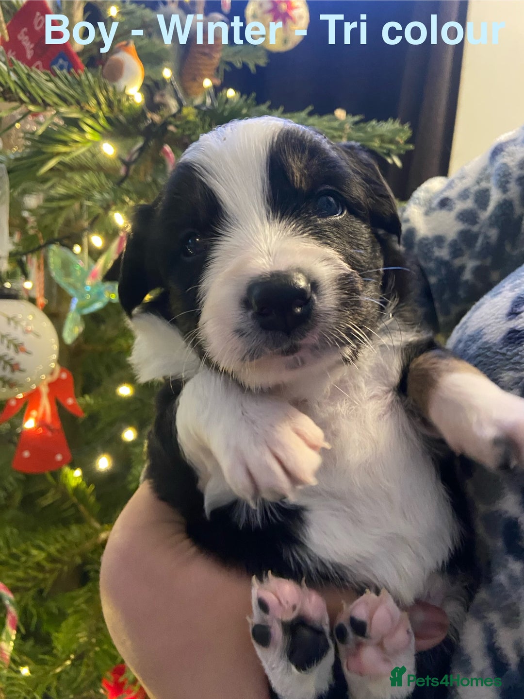 Border Collie dogs for sale: 6 gorgeous high quality Border Collie Puppies  - Advert 13
