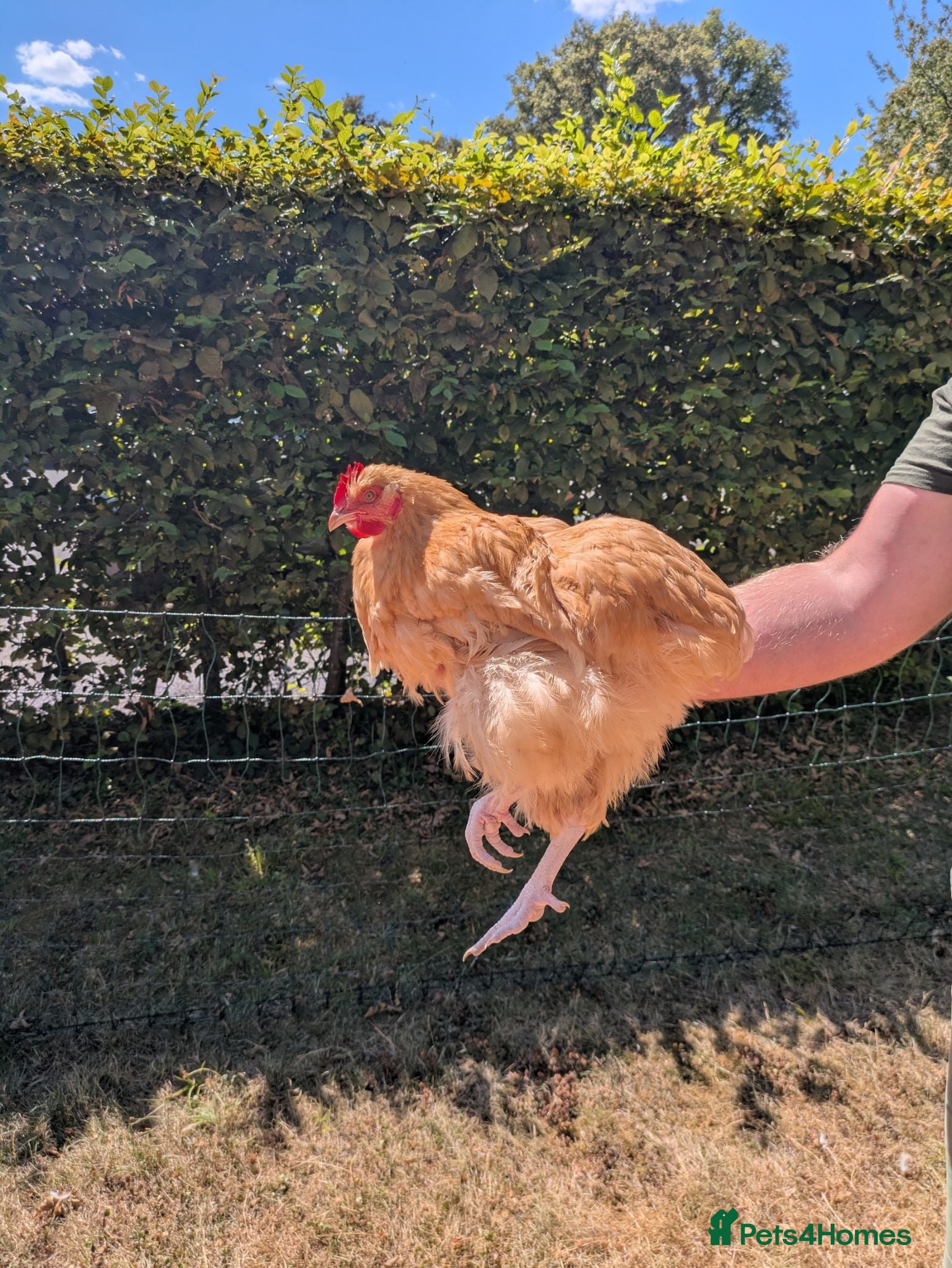 Chickens poultry Male buff Orpington needing a new home  - Advert 1