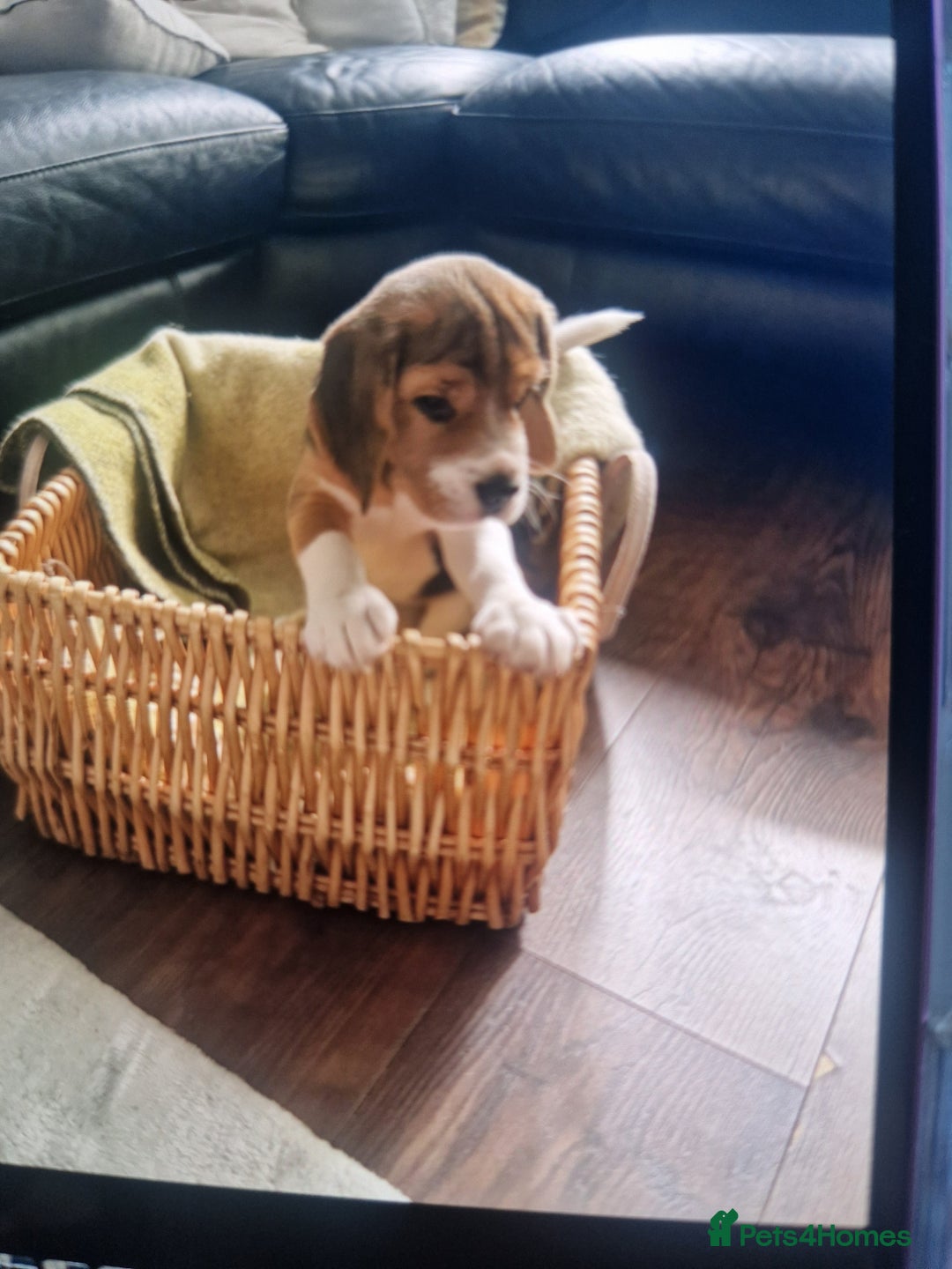 Beagle dogs for sale: (5th gen) pure pedigree beagle puppy - Image 21