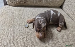 Miniature Dachshund dogs for sale: Miniature dachshund Puppies  - Advert 16