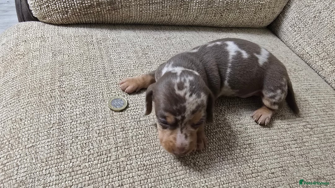 Miniature Dachshund dogs for sale: Miniature dachshund Puppies  - Advert 16