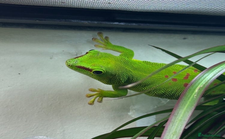 Gecko reptiles - Advert 1