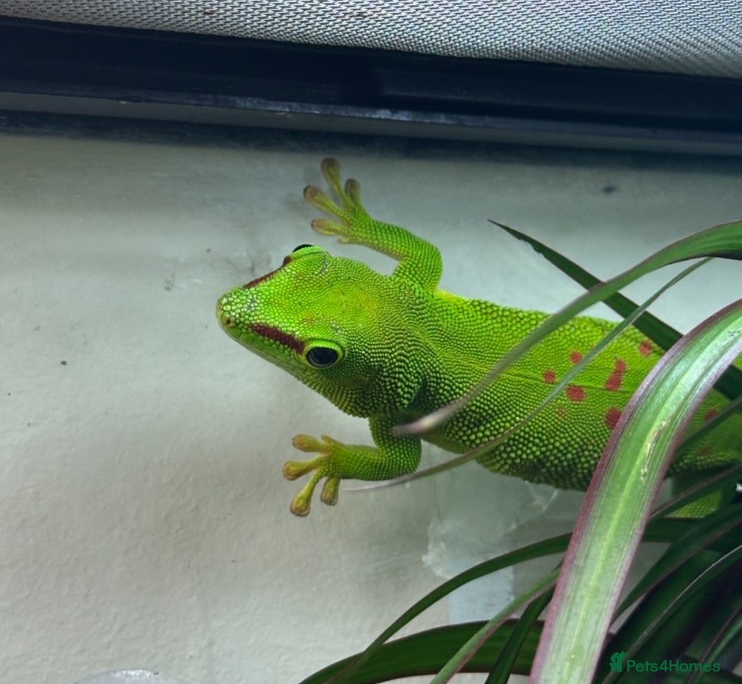 Gecko reptiles for sale: Giant Madagascan Day Gecko - Image 1